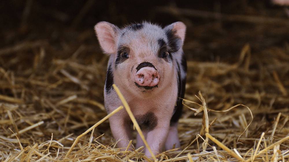 Miniature Pig Healthcare 101: How to Take Care of Your New Pet